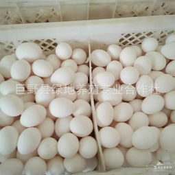 山东蛋白市场概览 价格走势、主要品牌厂家与豆制品销售渠道分析